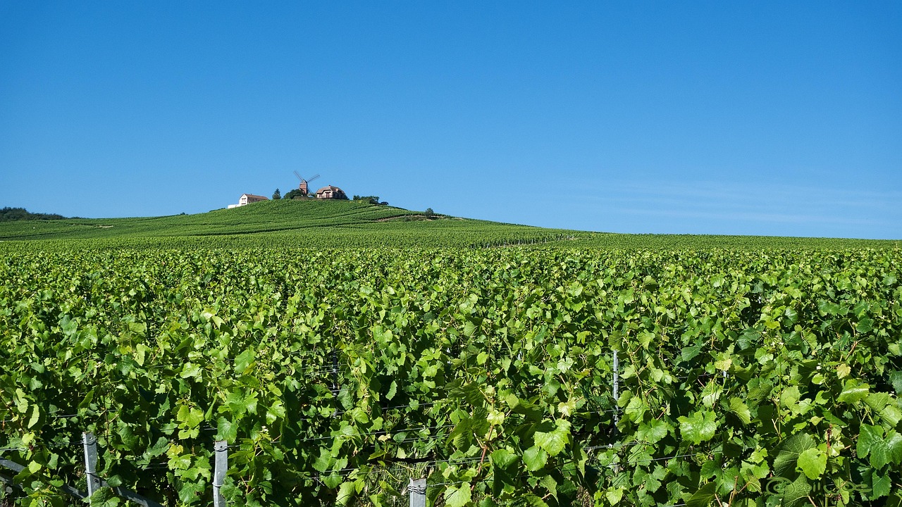 Der Champagner-Weinberg